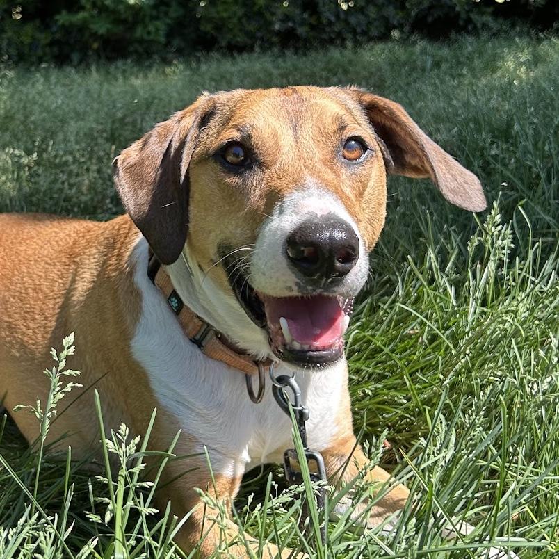 Fonze, Adoptable, Young Male Hound.