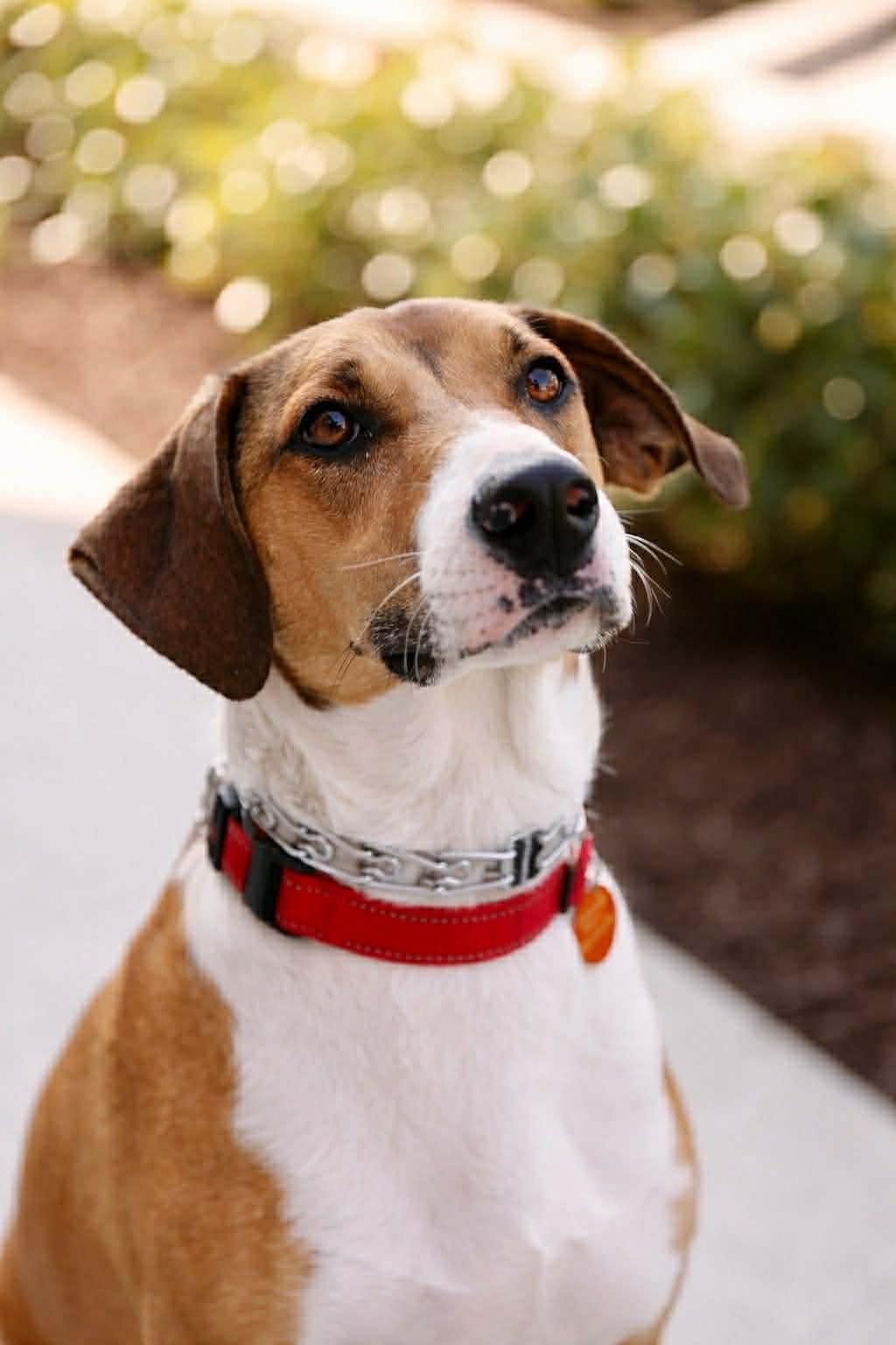 Enlarge Fonze, a Adoptable mixed breed in Cumming, GA image 1/6
