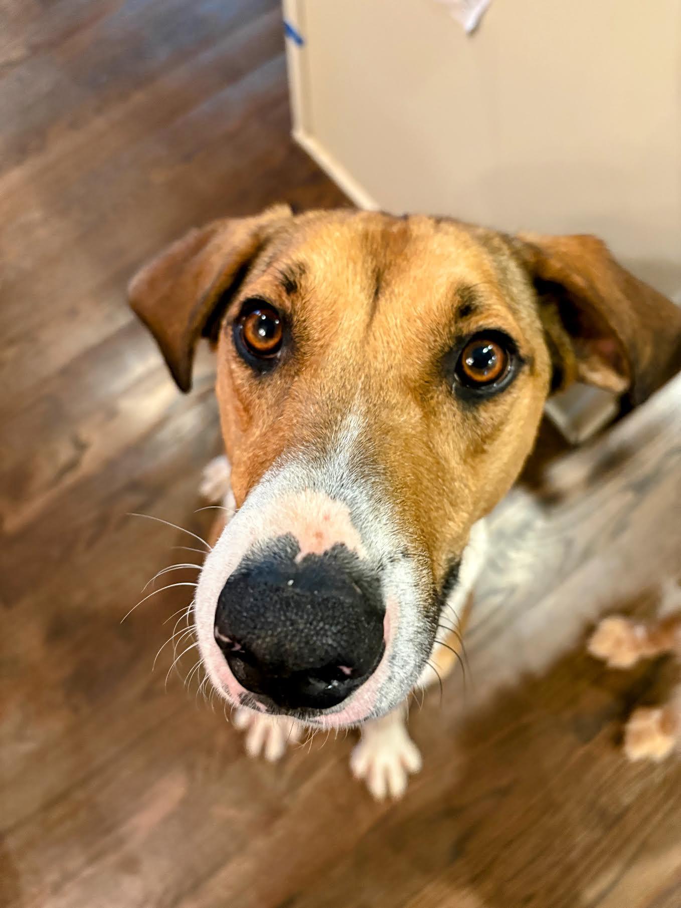 Enlarge Fonze, a Adoptable mixed breed in Cumming, GA image 5/5