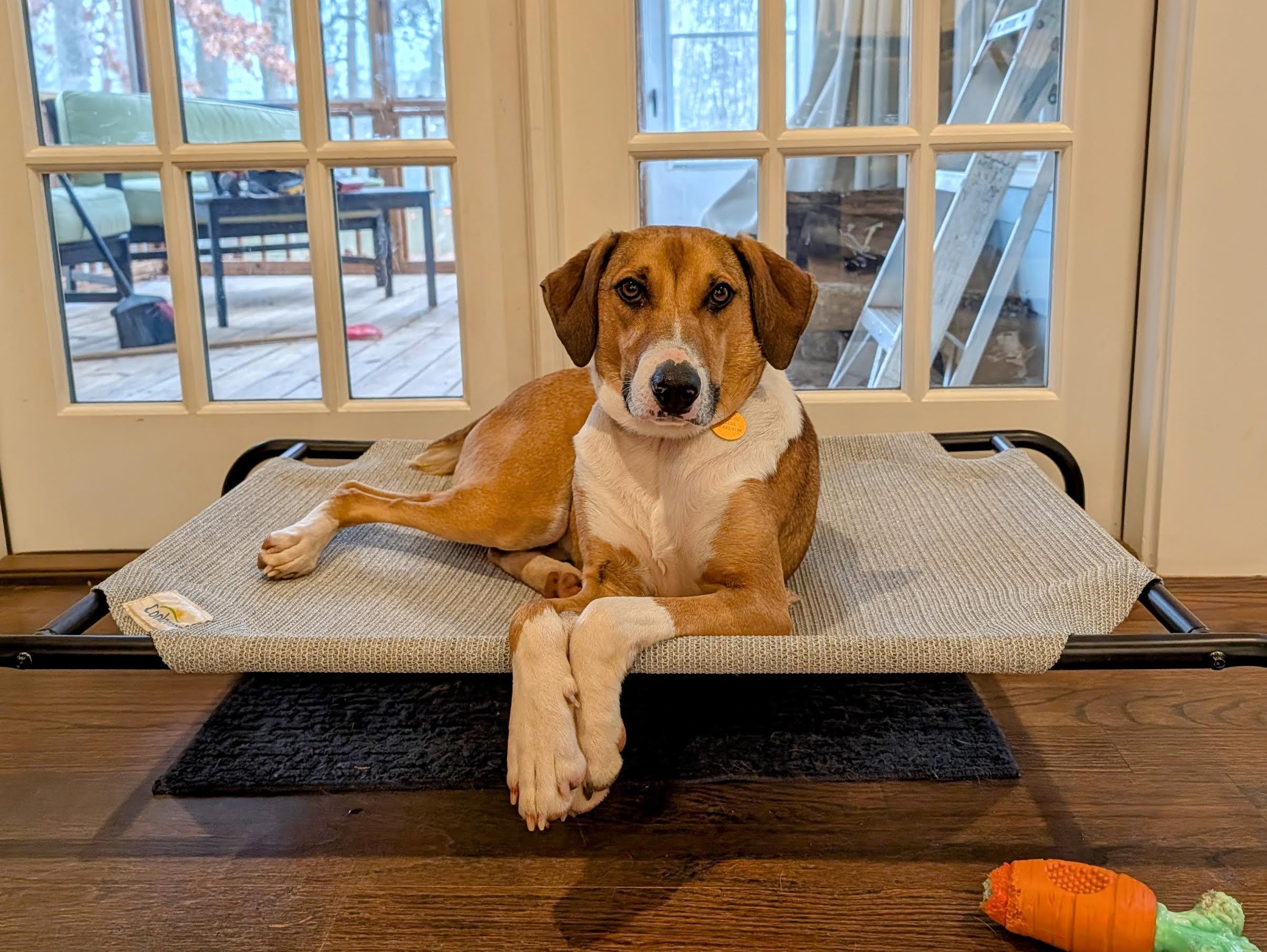 Enlarge Fonze, a Adoptable mixed breed in Cumming, GA image 2/5