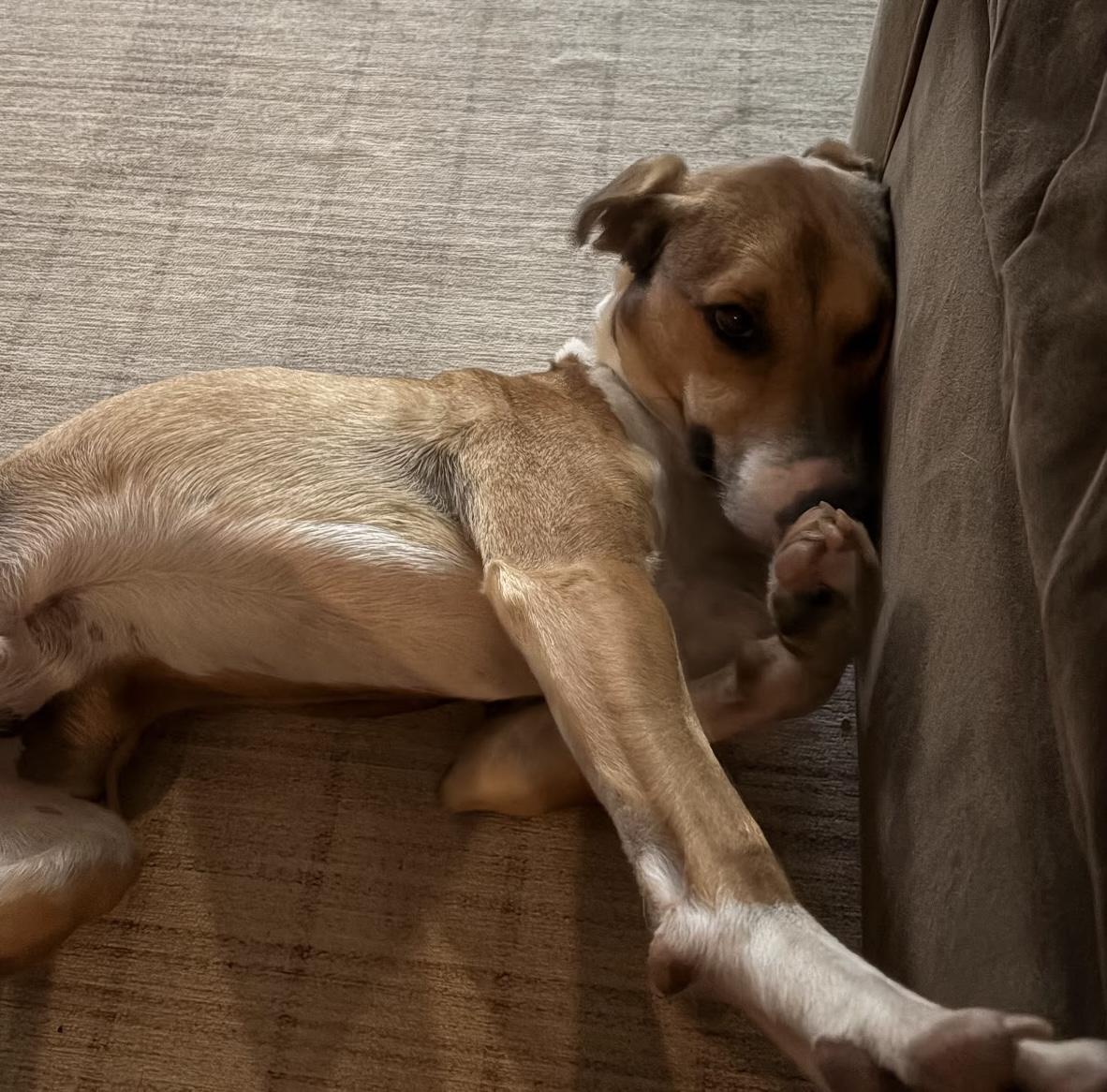 Enlarge Fonze, a Adoptable mixed breed in Cumming, GA image 2/5