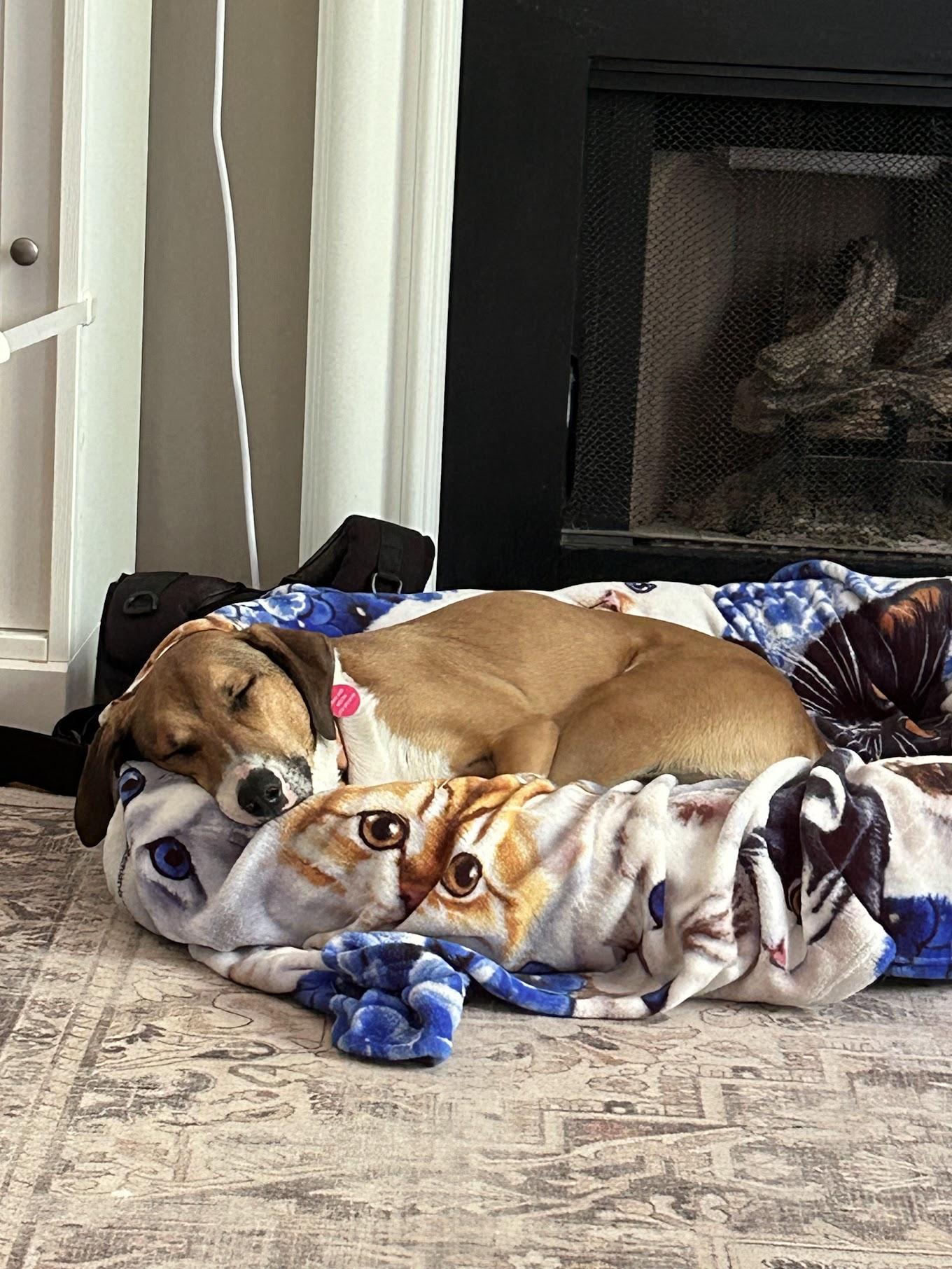 Enlarge Fonze, a Adoptable mixed breed in Cumming, GA image 5/6