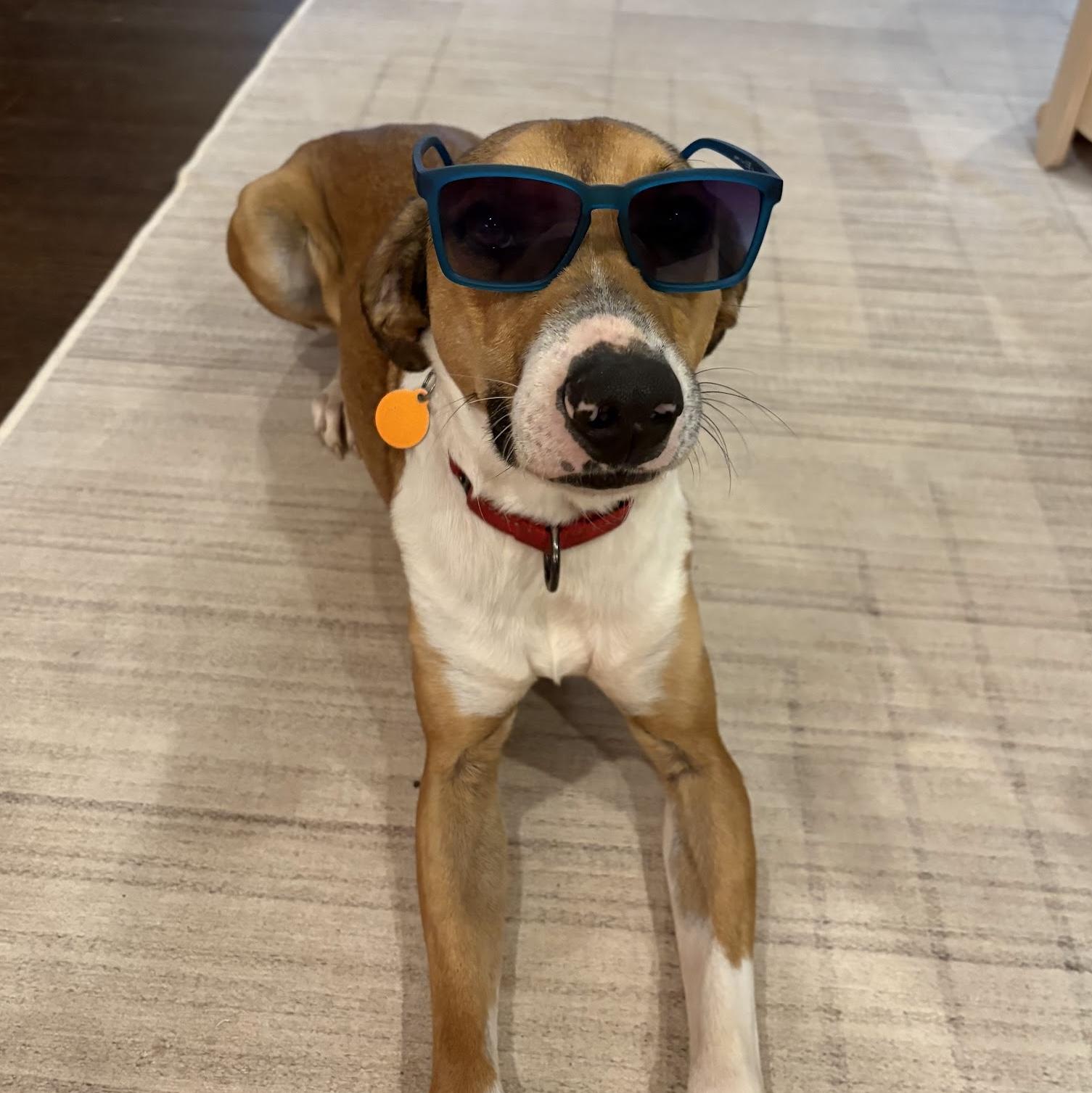 Enlarge Fonze, a Adoptable mixed breed in Cumming, GA image 3/5