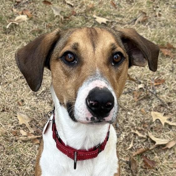 Enlarge Fonze, a Adoptable mixed breed in Cumming, GA image 4/5