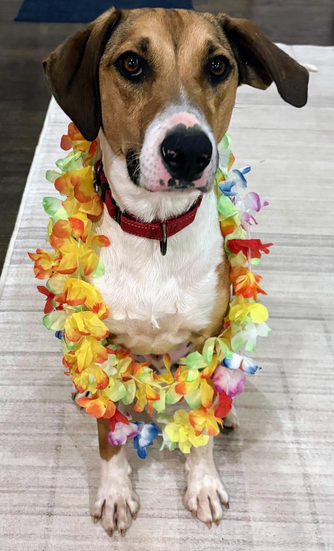 Enlarge Fonze, a Adoptable mixed breed in Cumming, GA image 4/5