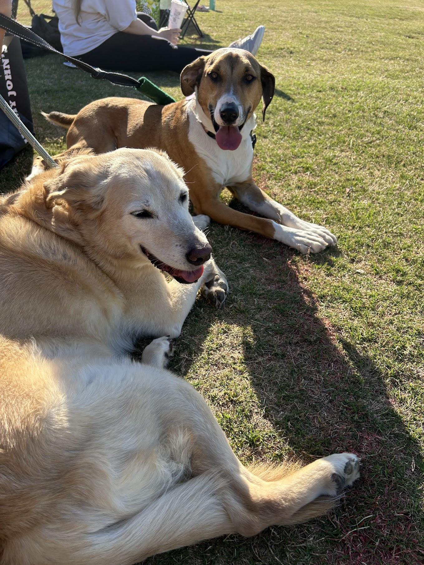 Enlarge Fonze, a Adoptable mixed breed in Cumming, GA image 3/6