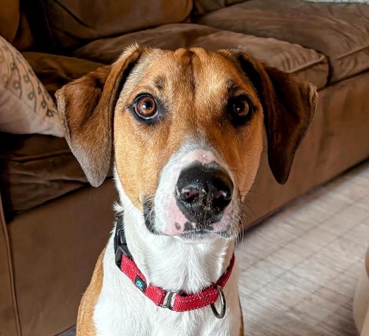 Enlarge Fonze, a Adoptable mixed breed in Cumming, GA image 1/5