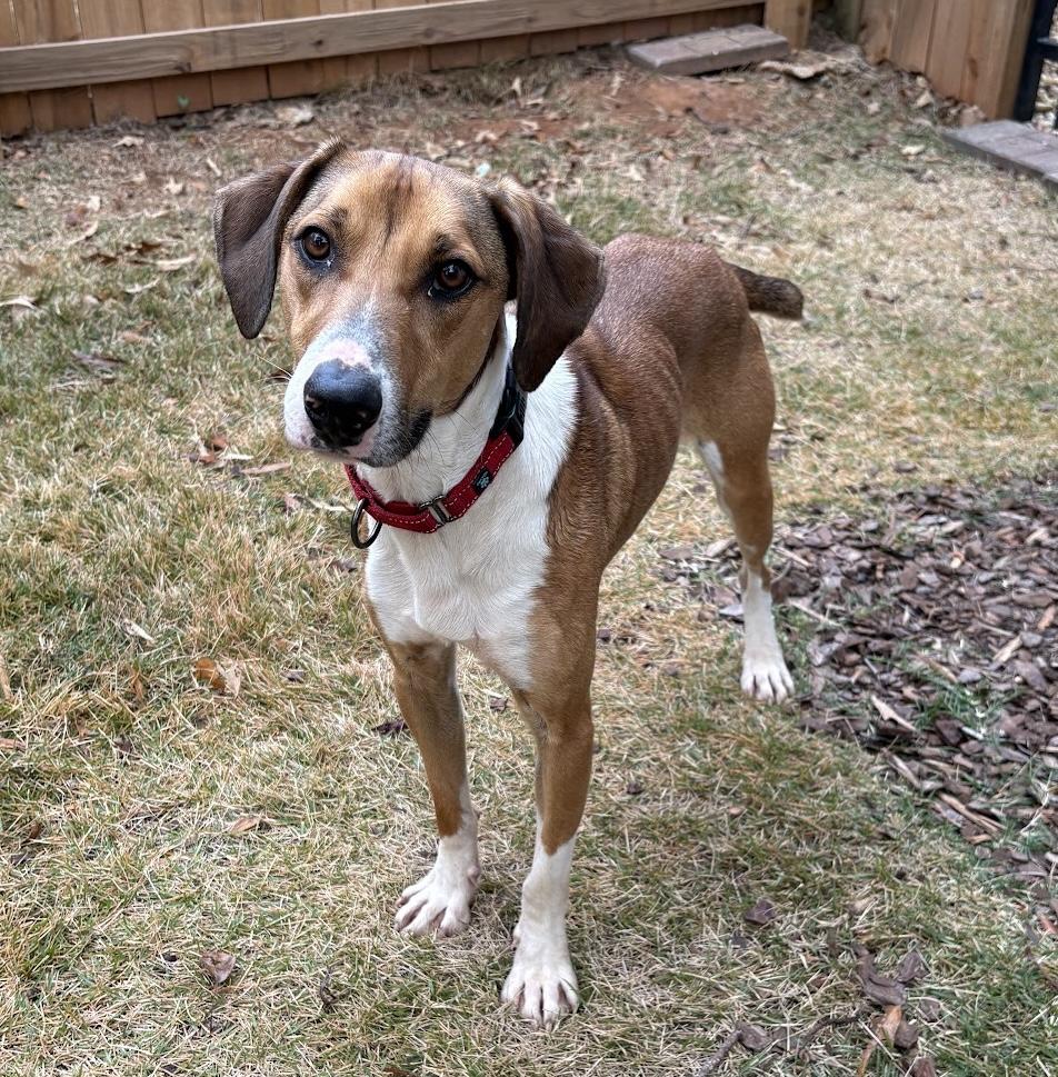 Fonze, Adoptable, Young Male Hound.