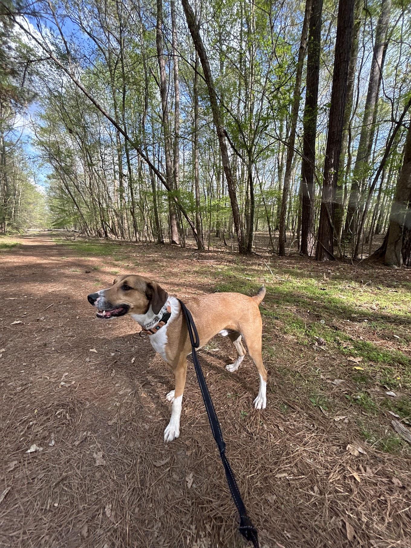 Enlarge Fonze, a Adoptable mixed breed in Cumming, GA image 2/6