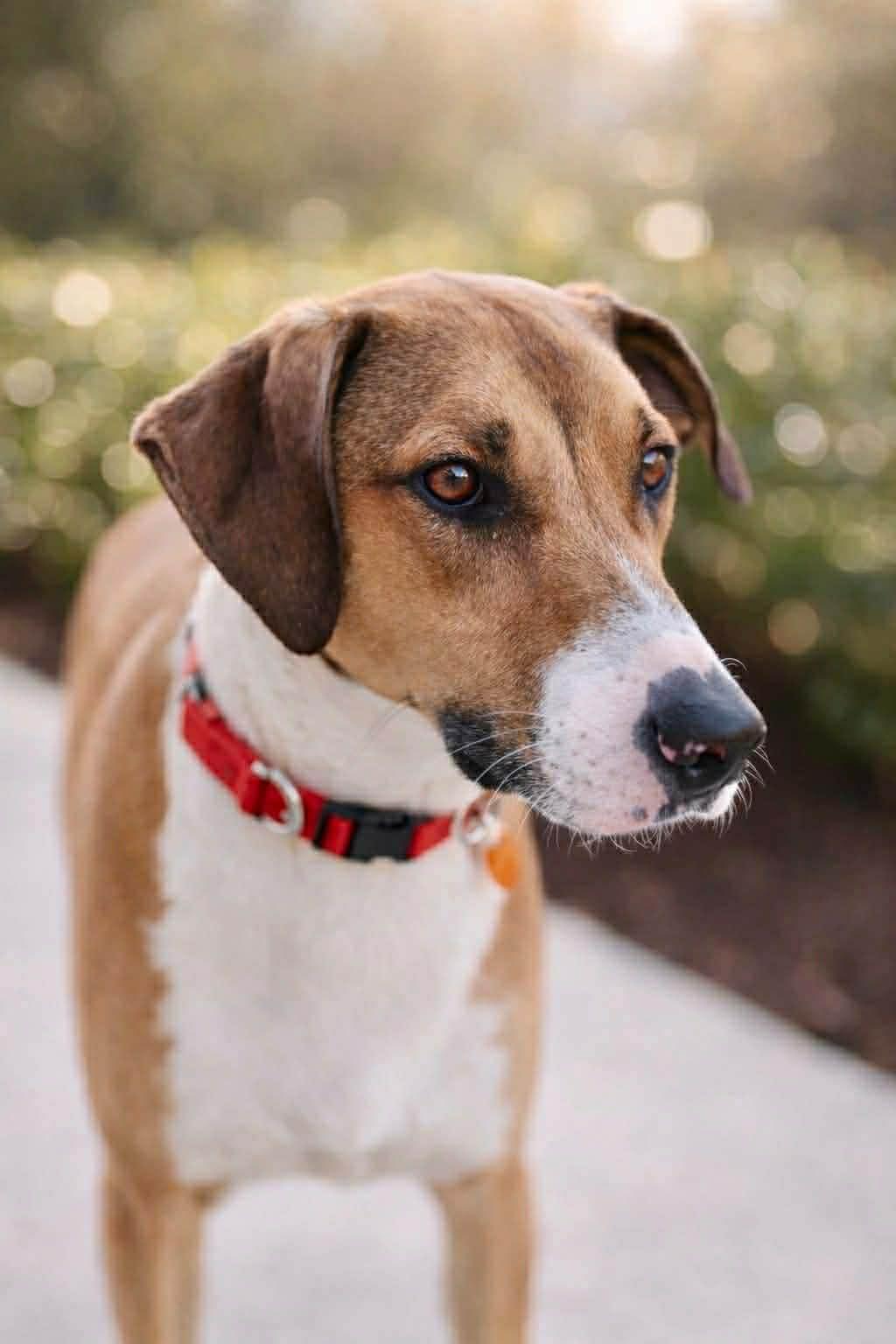 Enlarge Fonze, a Adoptable mixed breed in Cumming, GA image 4/6