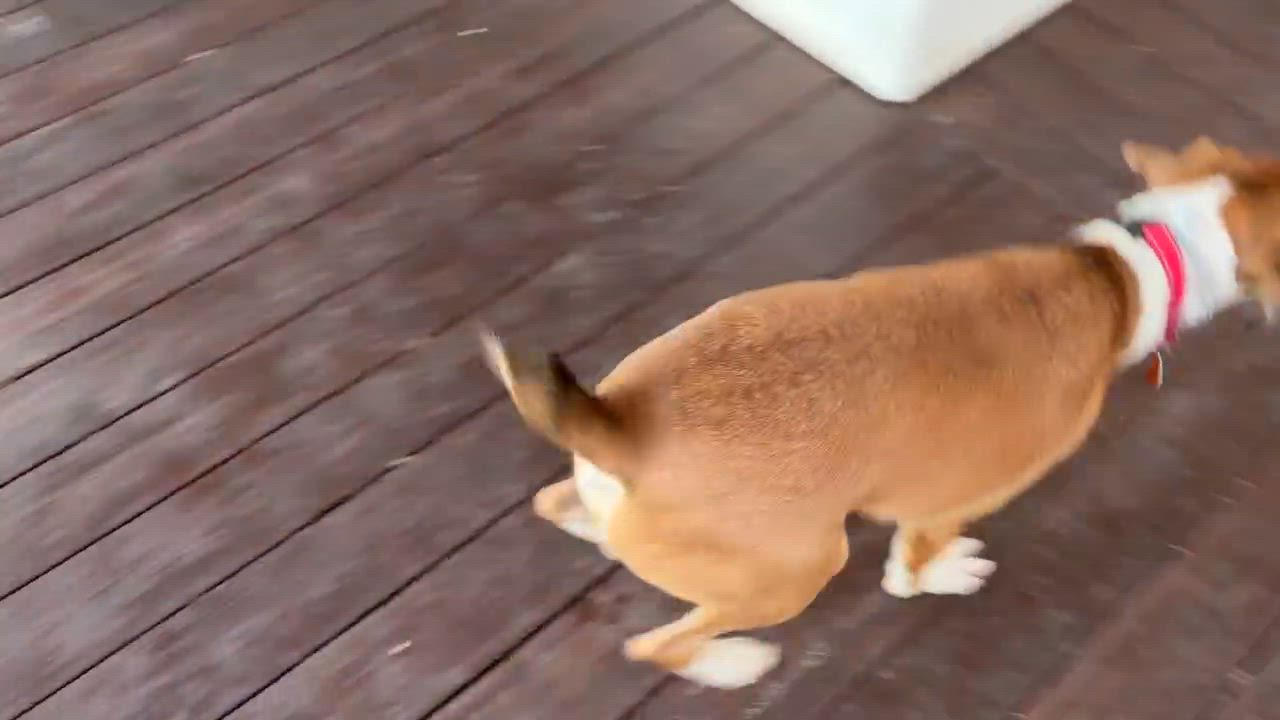 Enlarge Fonze, a Adoptable mixed breed in Cumming, GA video 6/6