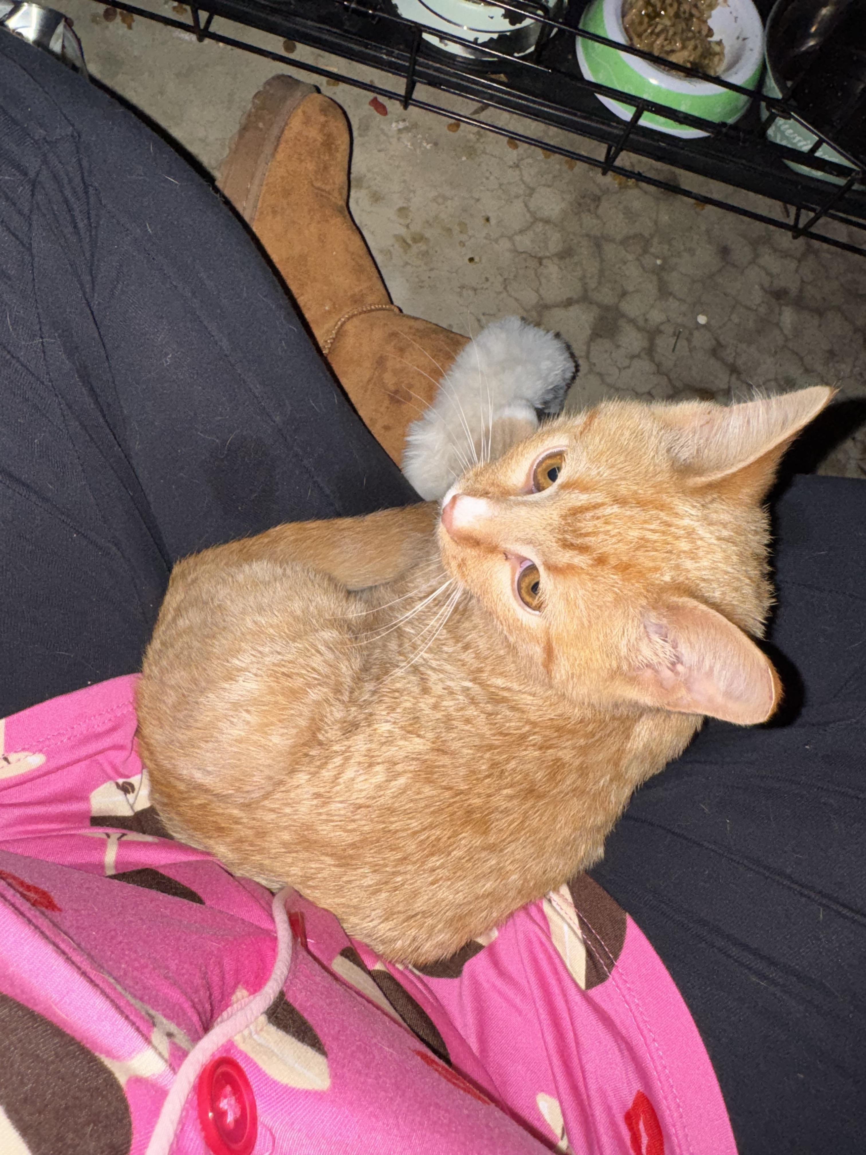 Cheddar , adopted, Young Male Domestic Short Hair.