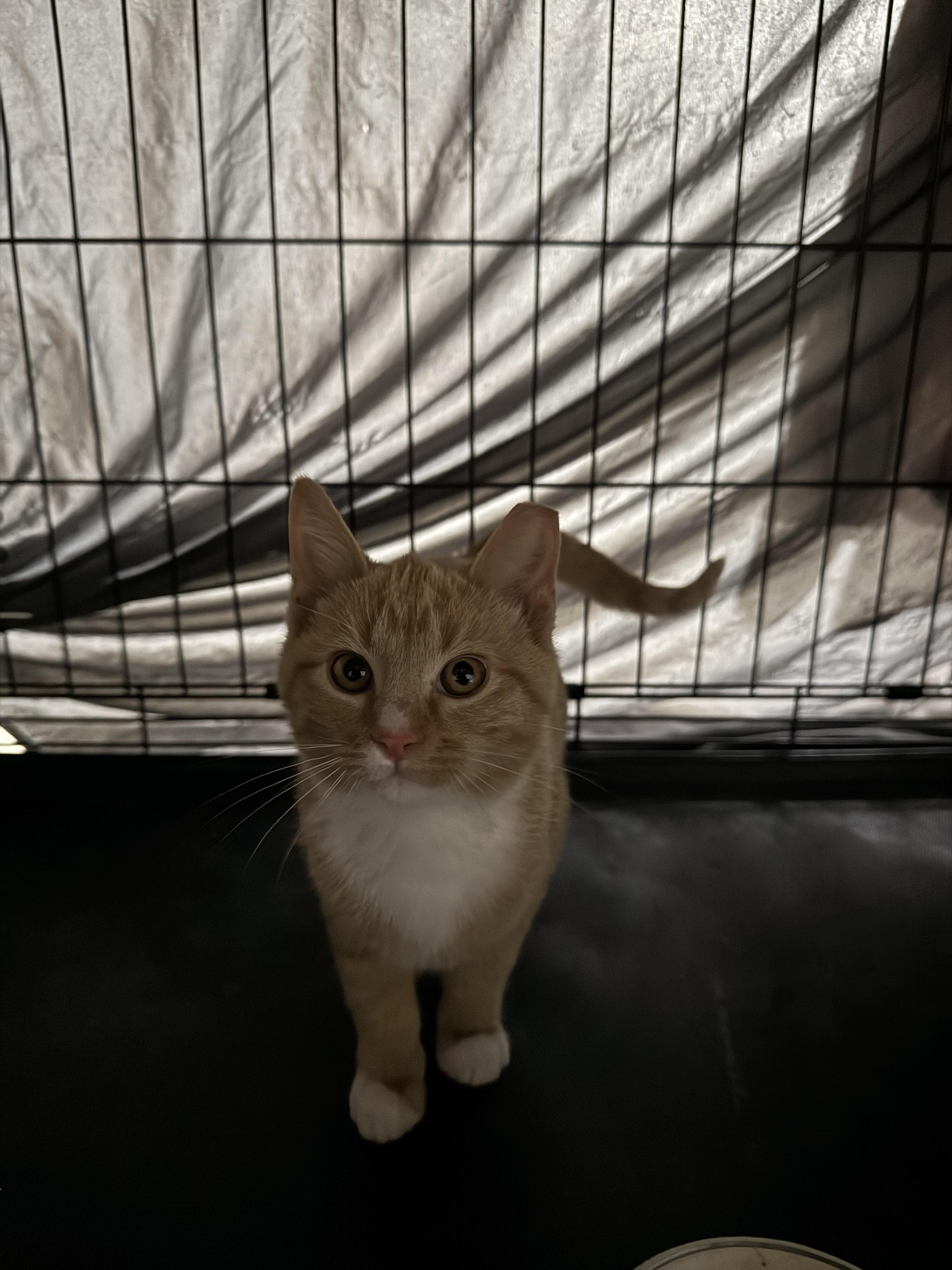 Enlarge Cheddar , an adopted Domestic Short Hair in Mount Juliet, TN image 2/2