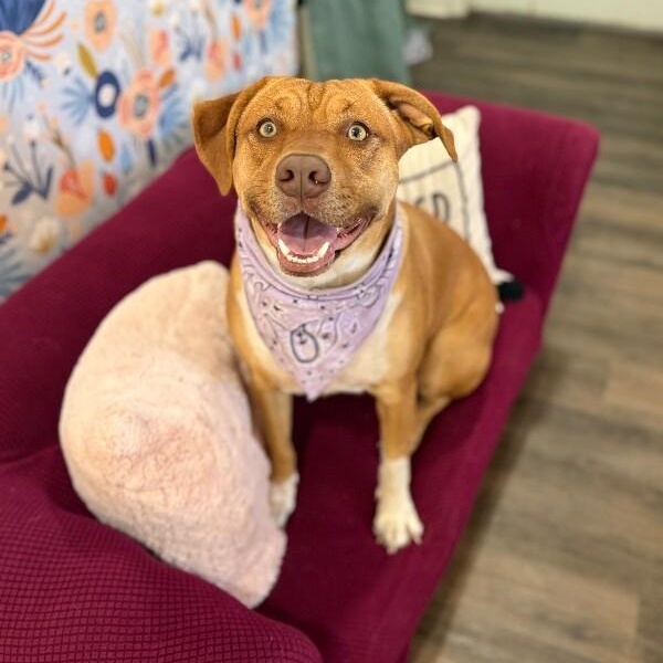 Butterscotch Pie — thumbnail 4