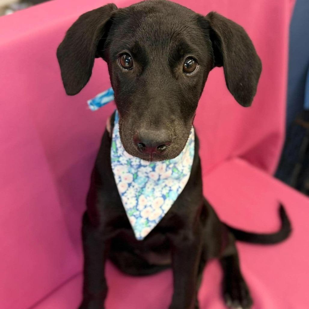 Daphne, Adoptable, Puppy Female Black Labrador Retriever & Mixed Breed.