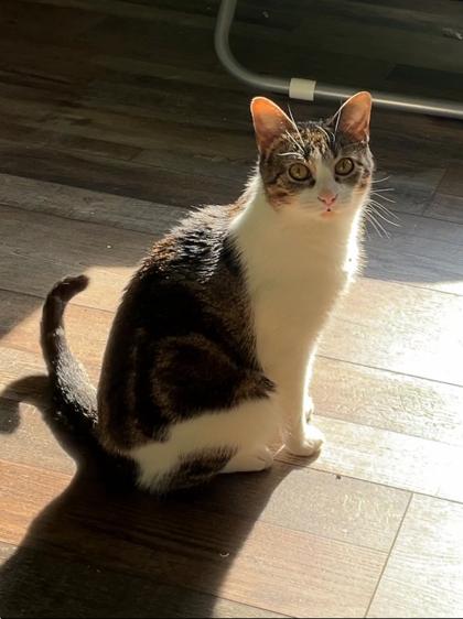 Enlarge Cookie, a Adoptable Domestic Short Hair in Romeoville, IL image 1/1