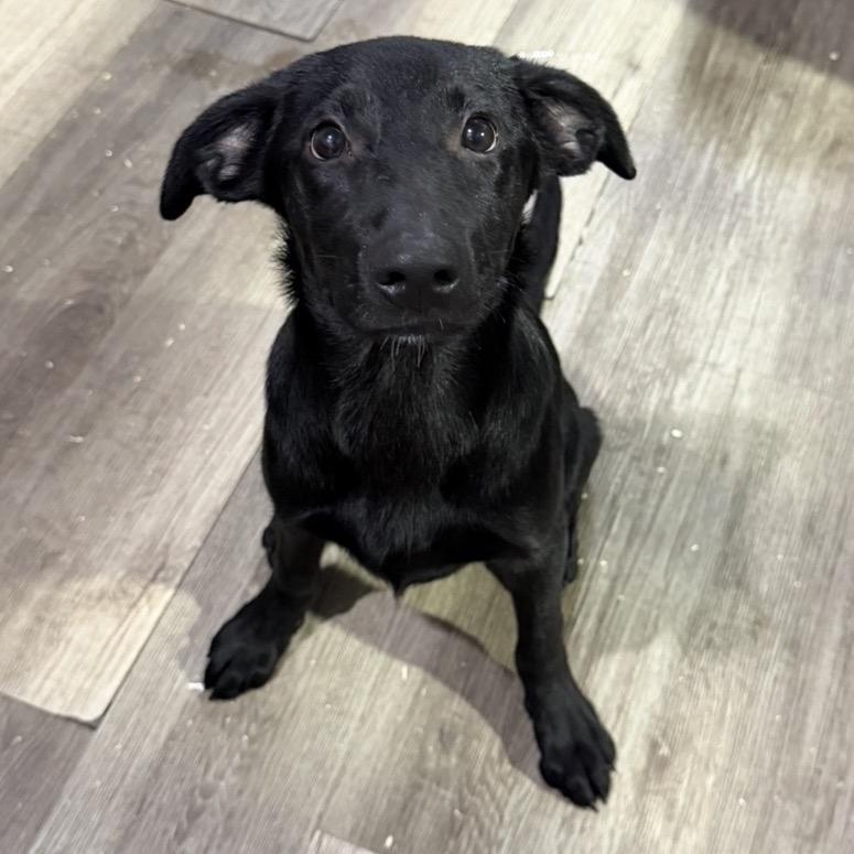 Enlarge Galena, a Adoptable mixed breed in Wappingers Falls, NY image 1/1