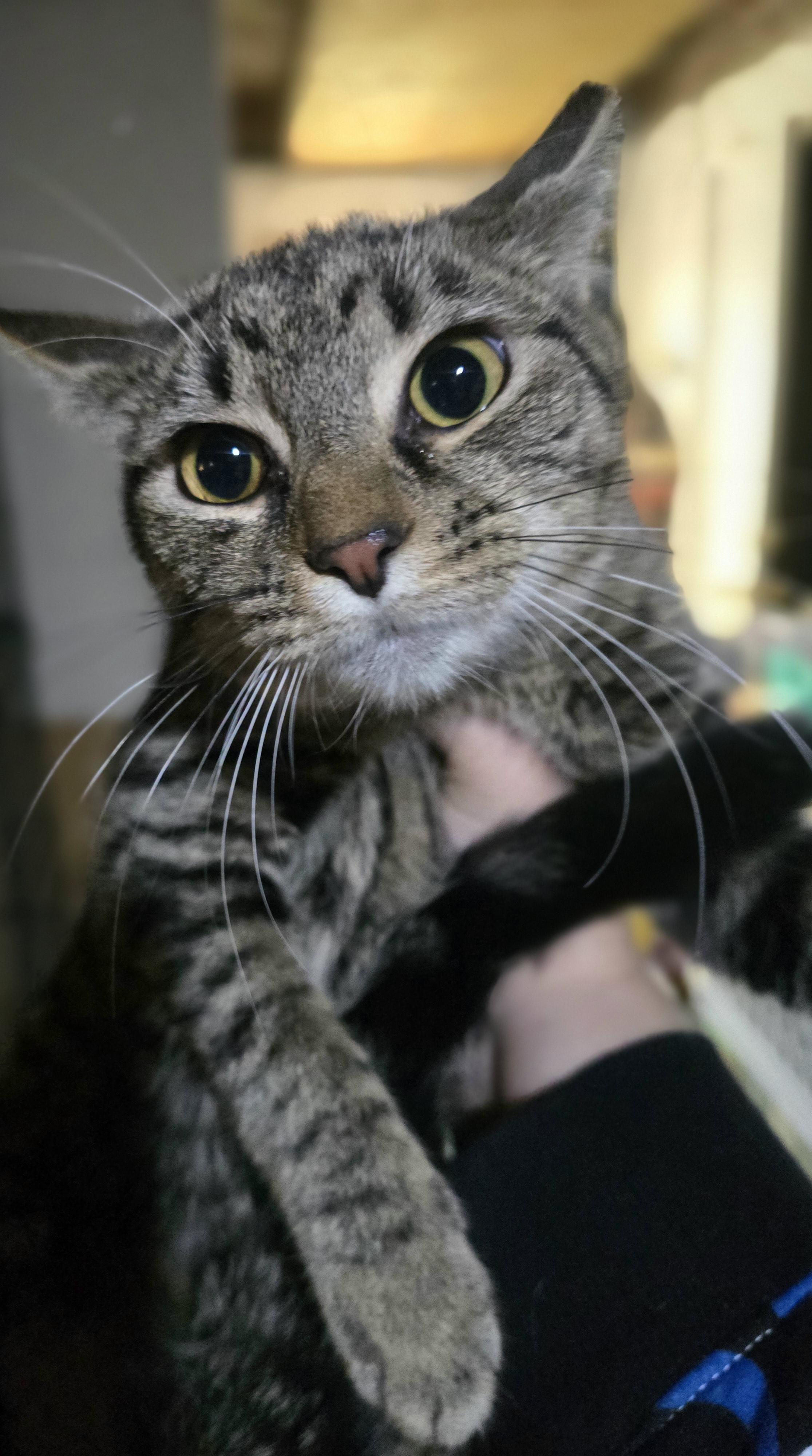 Enlarge Holy Mackerel, It's Cod, a Adoptable Domestic Short Hair in Elizabeth, PA image 4/5