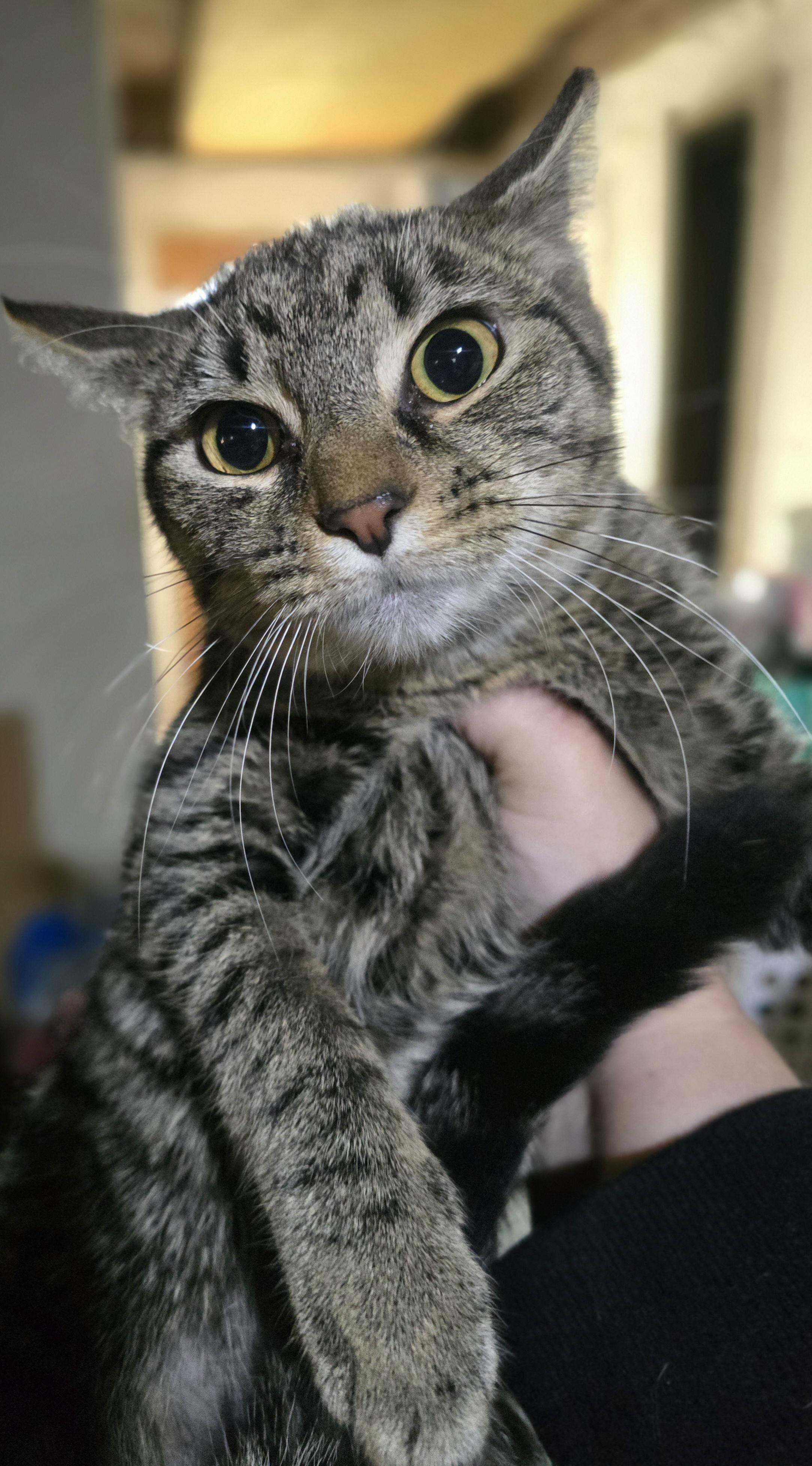 Enlarge Holy Mackerel, It's Cod, a Adoptable Domestic Short Hair in Elizabeth, PA image 3/5