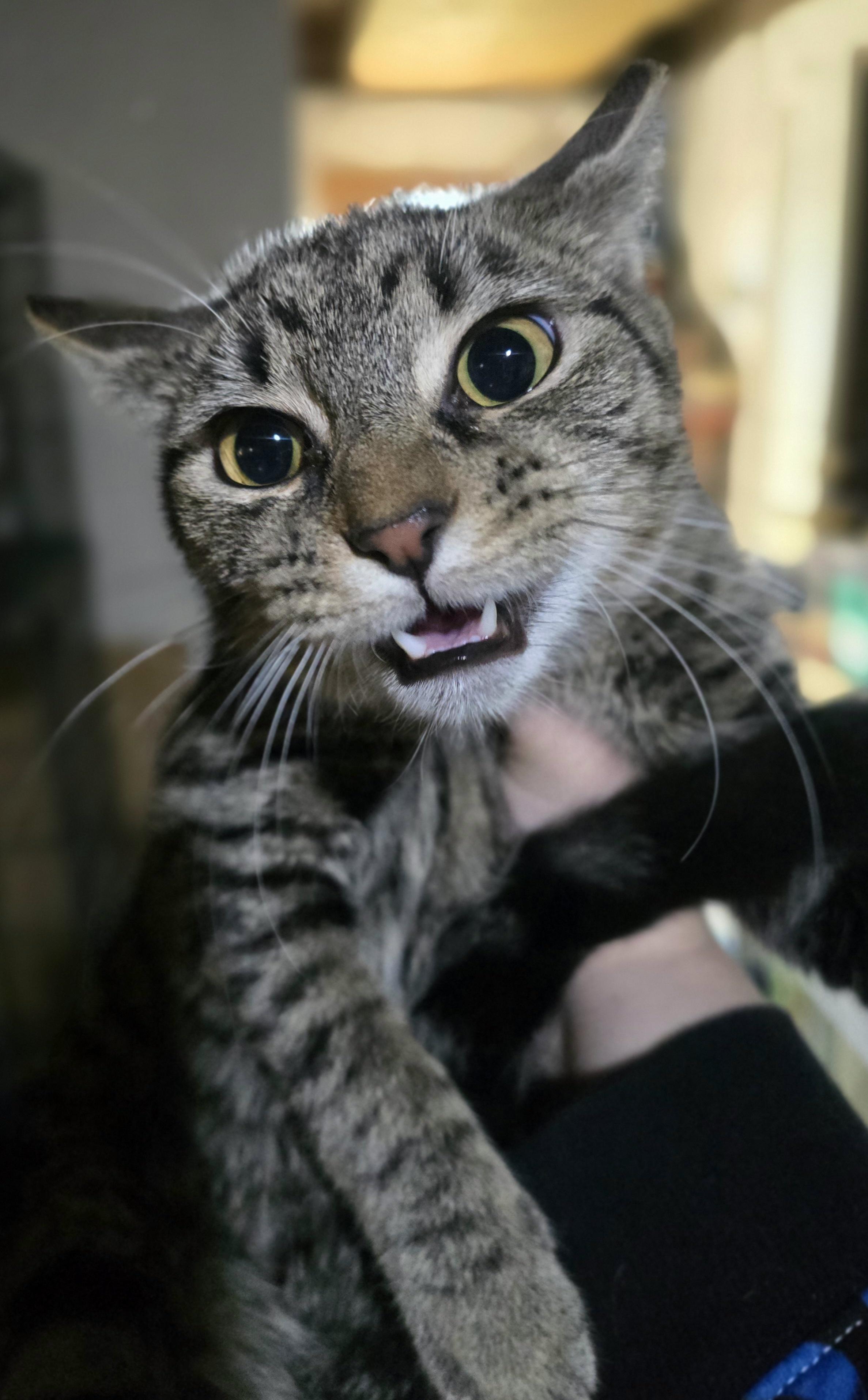 Enlarge Holy Mackerel, It's Cod, a Adoptable Domestic Short Hair in Elizabeth, PA image 5/5