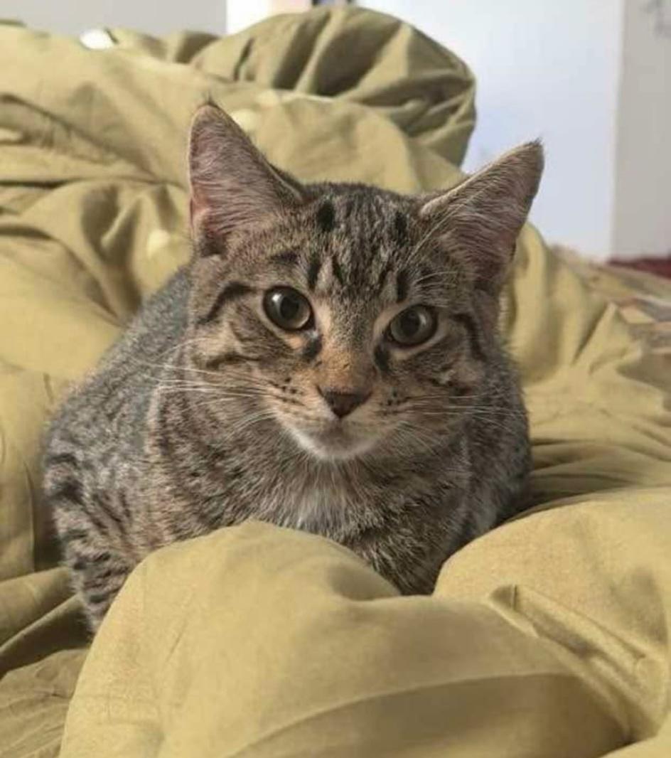 Enlarge Holy Mackerel, It's Cod, a Adoptable Domestic Short Hair in Elizabeth, PA image 2/5