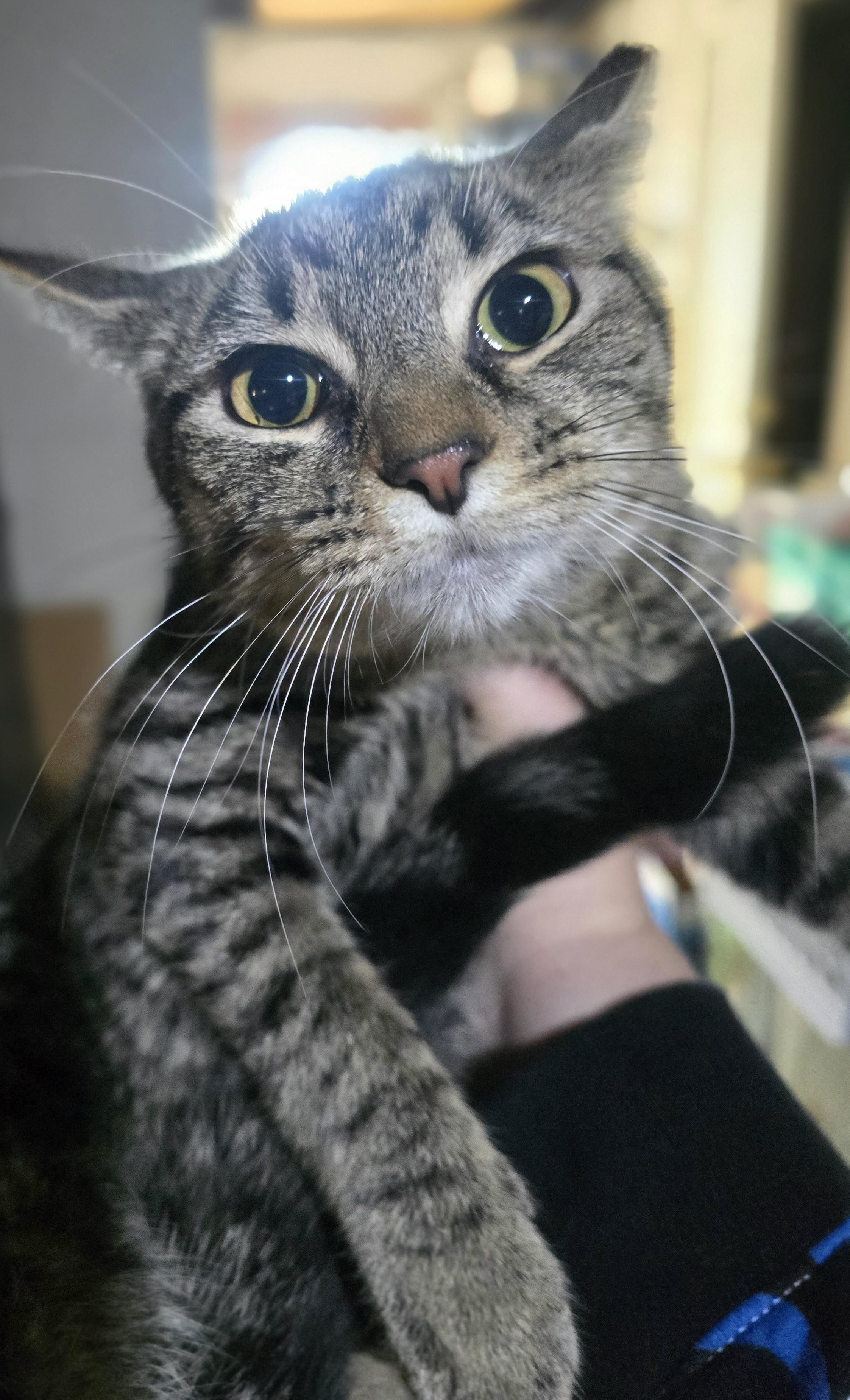 Holy Mackerel, It's Cod, Adoptable, Kitten Female Domestic Short Hair.