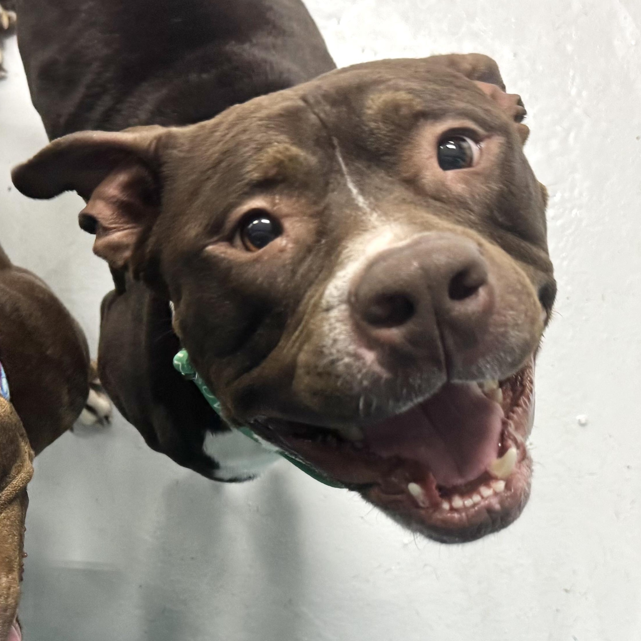 Otter, Adult Male Pit Bull Terrier