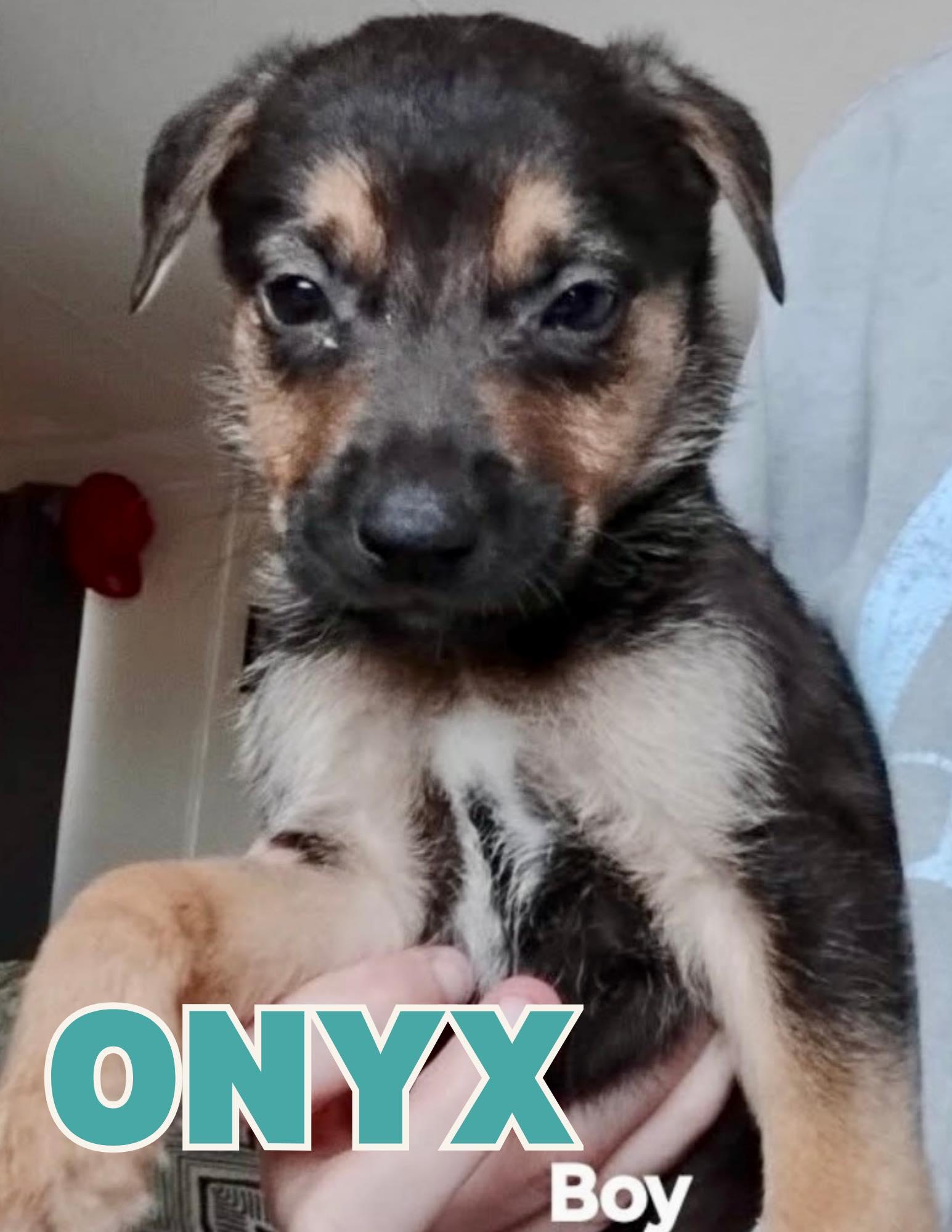 Enlarge Onyx, an adopted mixed breed in Shalimar, FL image 1/1