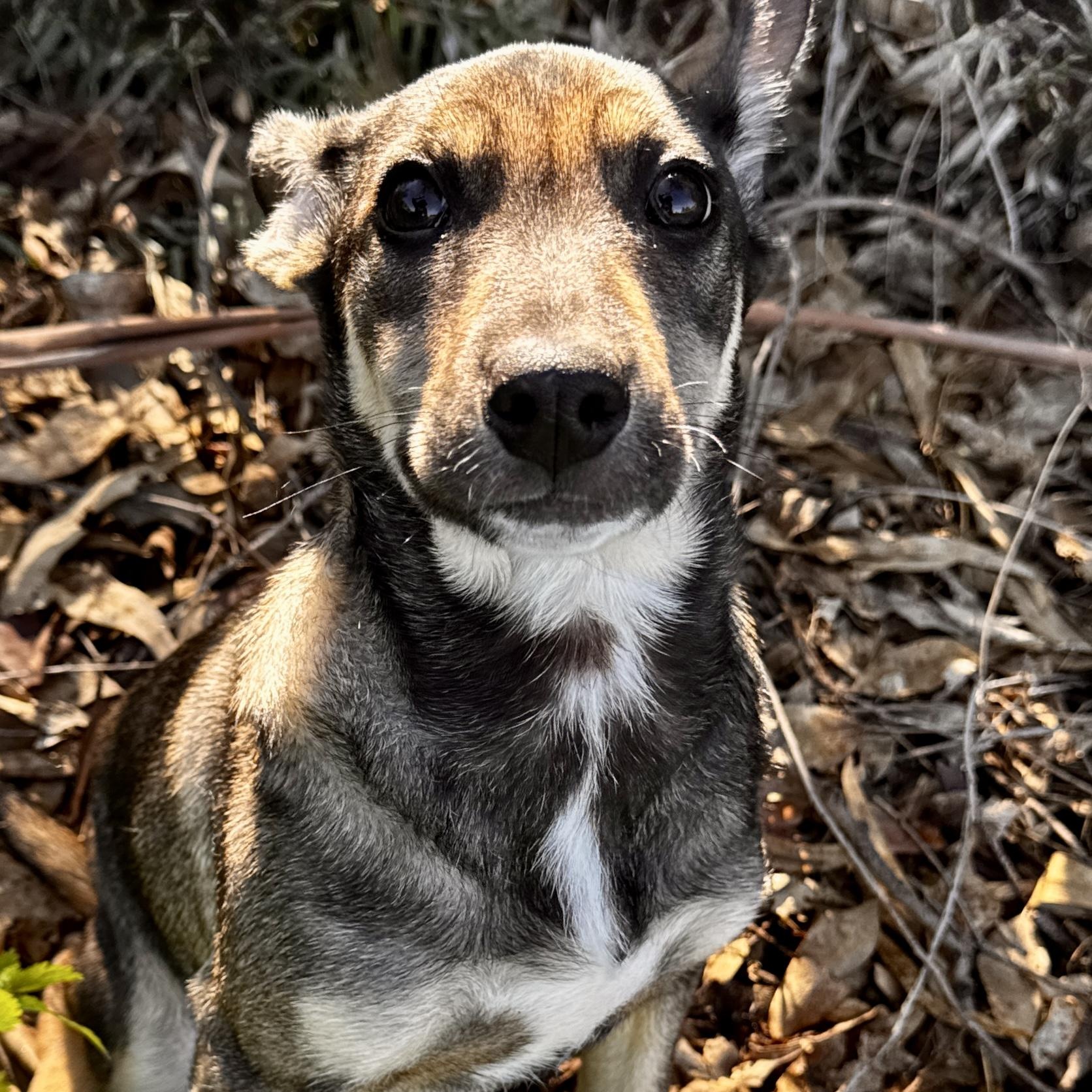 Leonidas, Adoptable, Puppy Male Labrador Retriever & Shepherd.