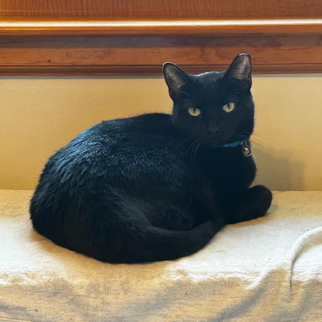 Jett, Adoptable, Senior Male Domestic Short Hair.