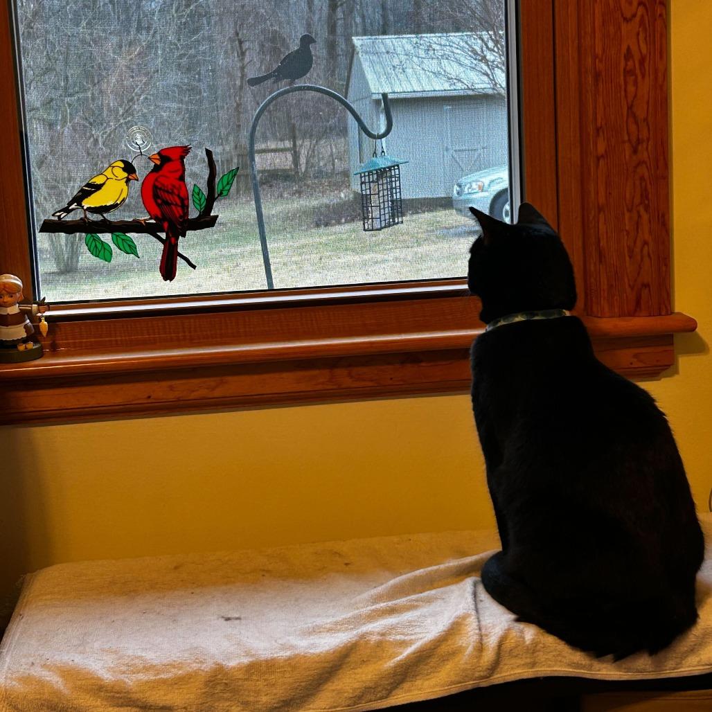 Jett, a Adoptable mixed breed in Evansville, IN image 2/4