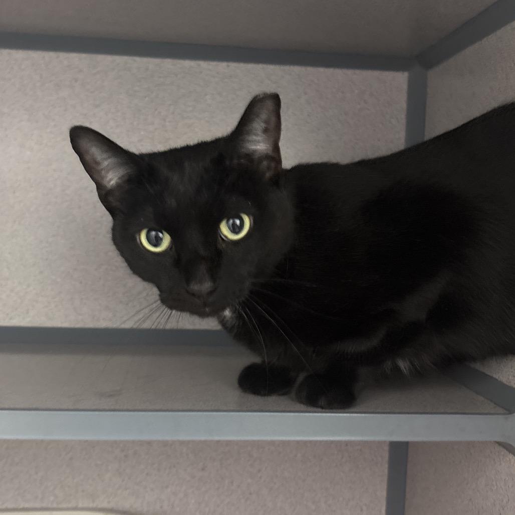 Jett — thumbnail 3