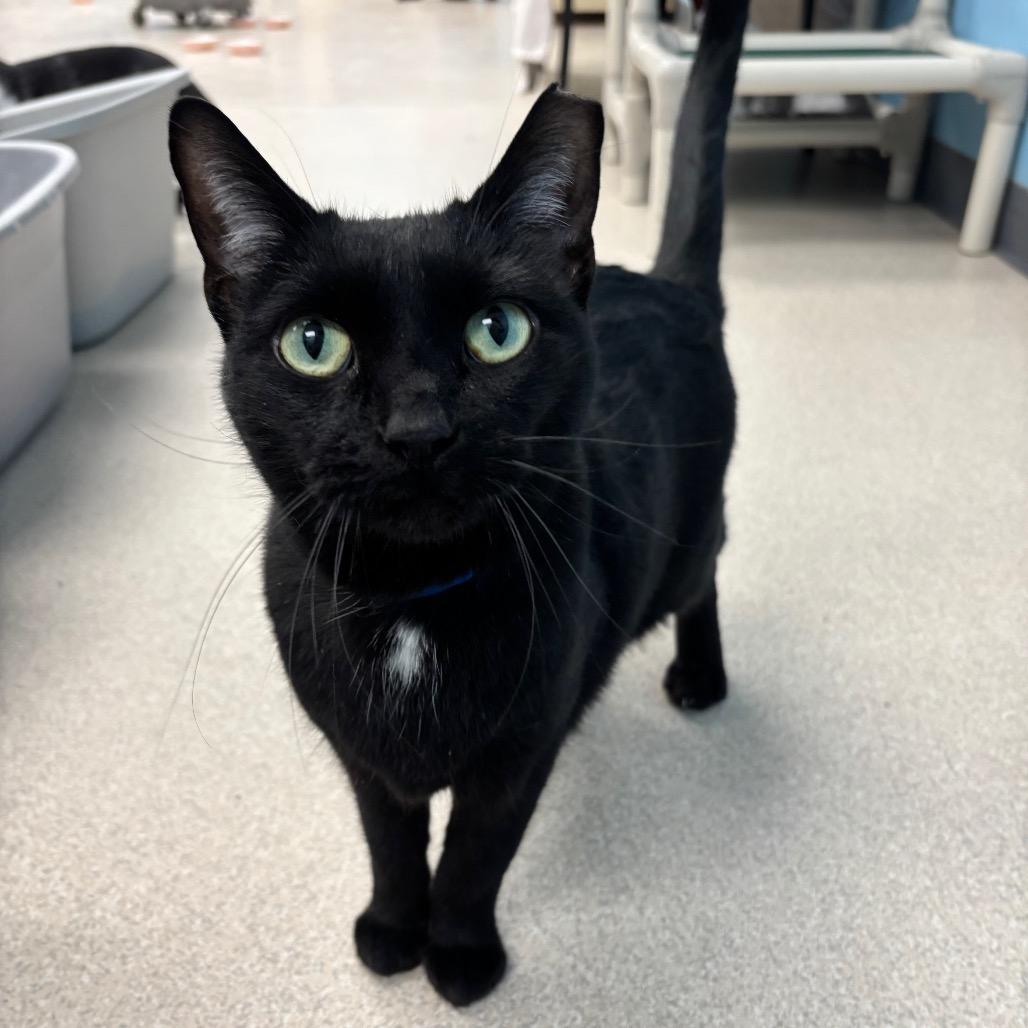 Jett, a Adoptable mixed breed in Evansville, IN image 4/4