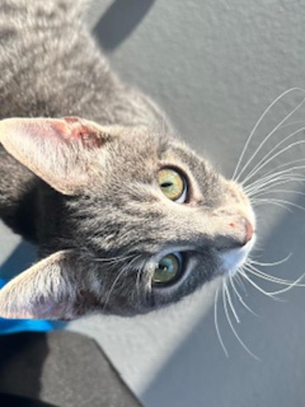 Enlarge Mushin, a Adoptable mixed breed in Healdsburg, CA image 1/5