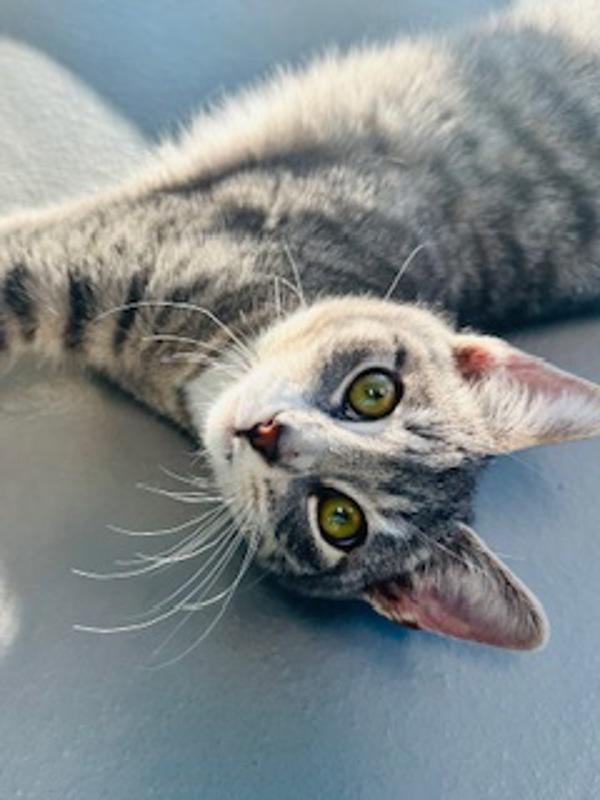 Enlarge Mushin, a Adoptable mixed breed in Healdsburg, CA image 2/5