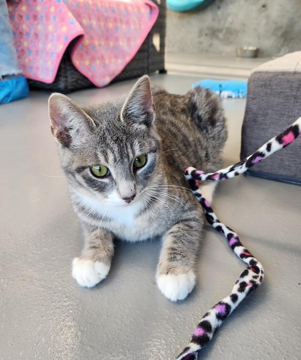 Enlarge Mushin, a Adoptable mixed breed in Healdsburg, CA image 3/5