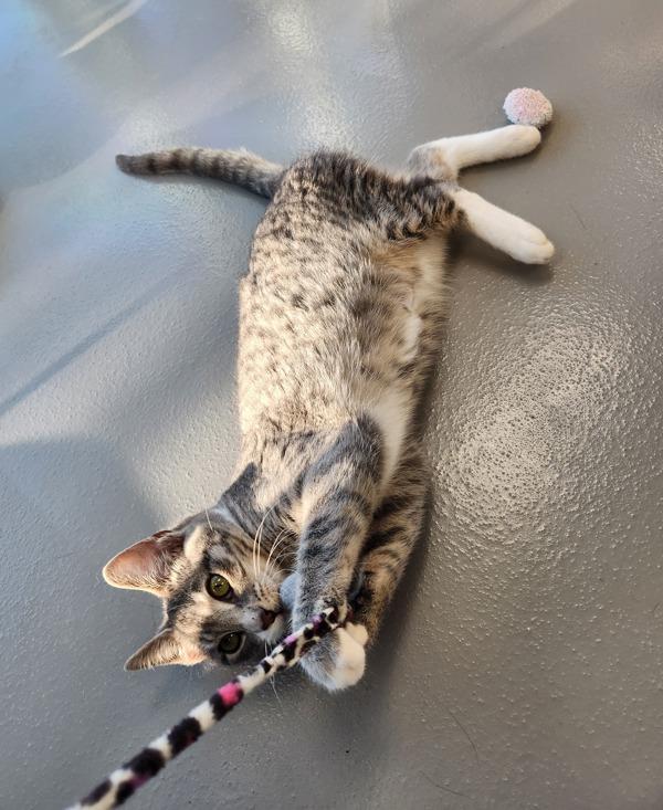 Enlarge Mushin, a Adoptable mixed breed in Healdsburg, CA image 4/5