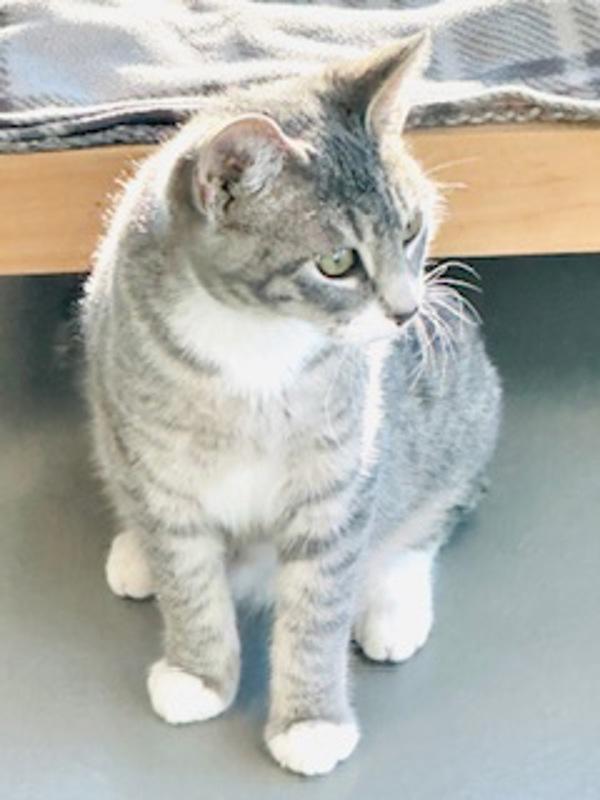 Enlarge Mushin, a Adoptable mixed breed in Healdsburg, CA image 5/5