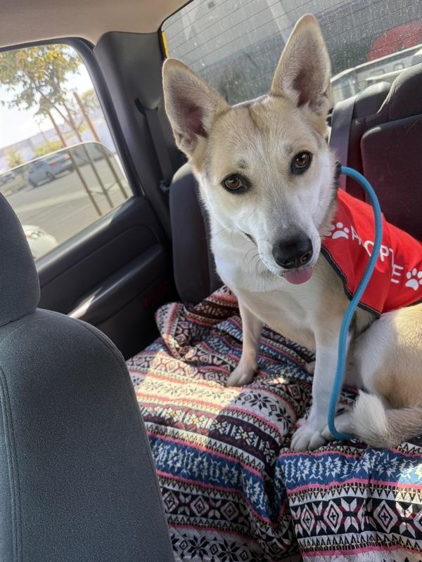 Luna, Adoptable, Adult Female Shepherd.