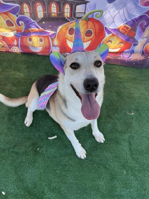 Luna, a Adoptable mixed breed in Tulare, CA image 2/6