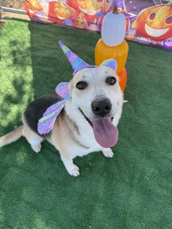 Luna, a Adoptable mixed breed in Tulare, CA image 3/6