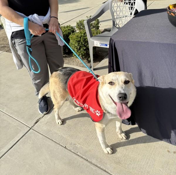 Luna, a Adoptable mixed breed in Tulare, CA image 4/6