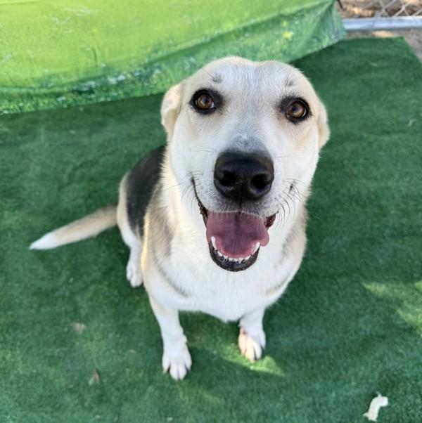 Luna, a Adoptable mixed breed in Tulare, CA image 5/6