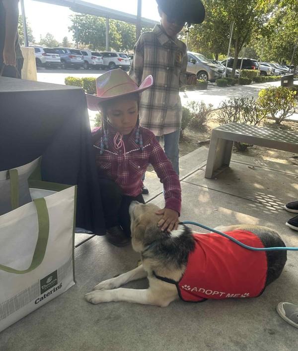 Luna, a Adoptable mixed breed in Tulare, CA image 6/6