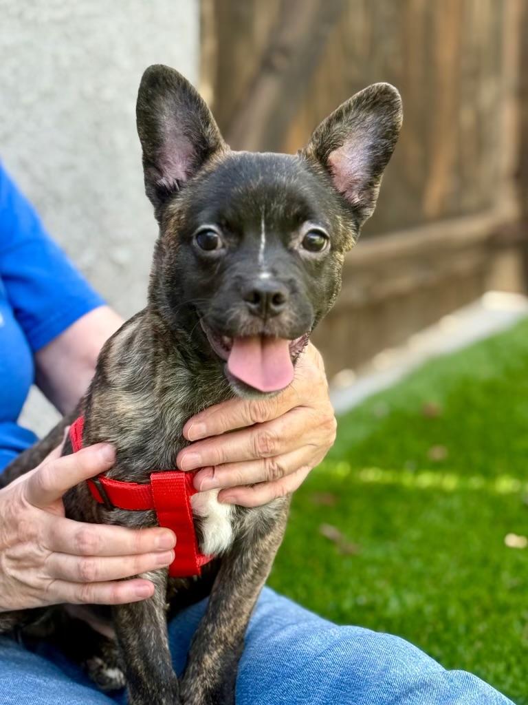 REX, an adopted mixed breed in Irvine, CA image 1/3