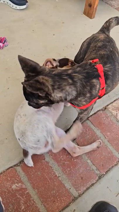 Enlarge REX, an adopted mixed breed in Irvine, CA video 2/3