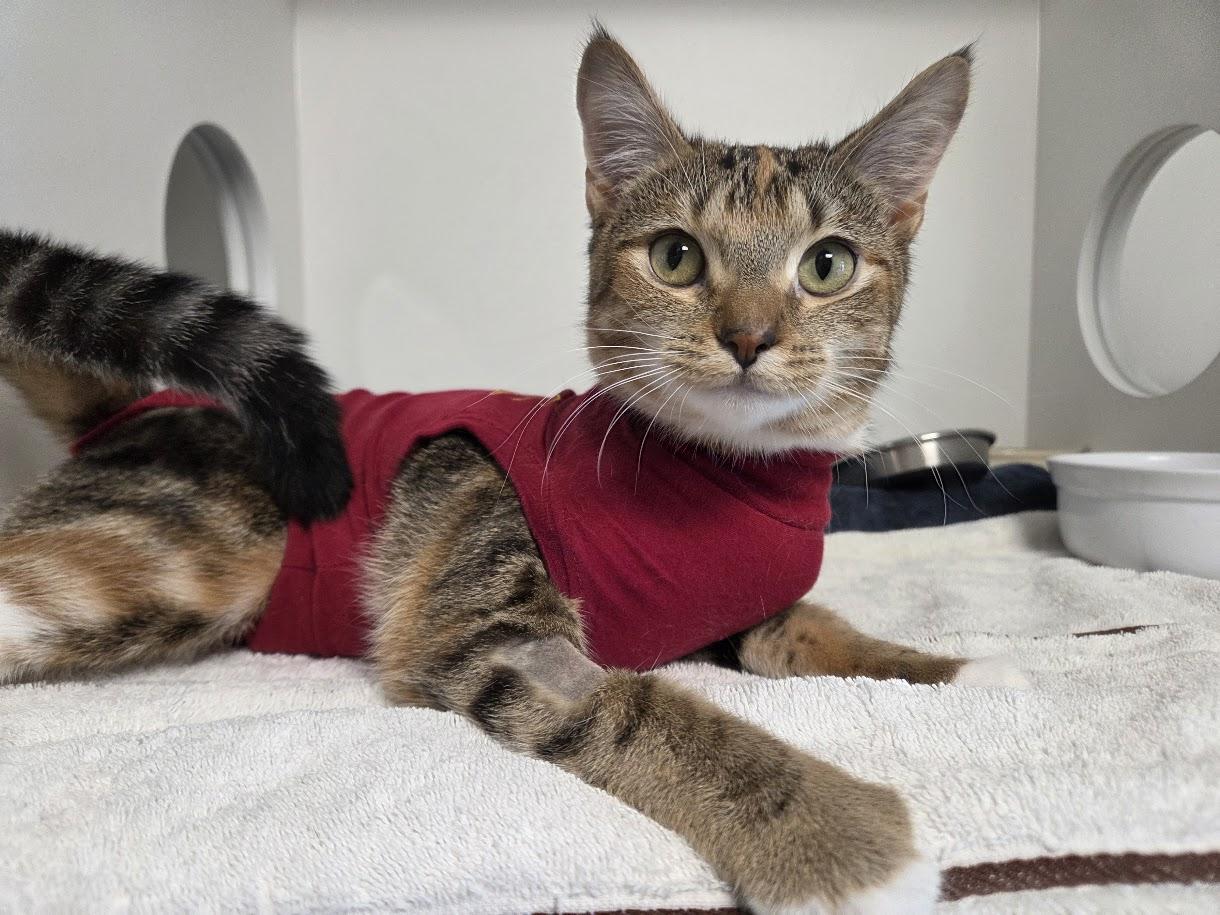 Enlarge Baby Molly , an adopted Domestic Short Hair in New Westminster, BC image 2/3