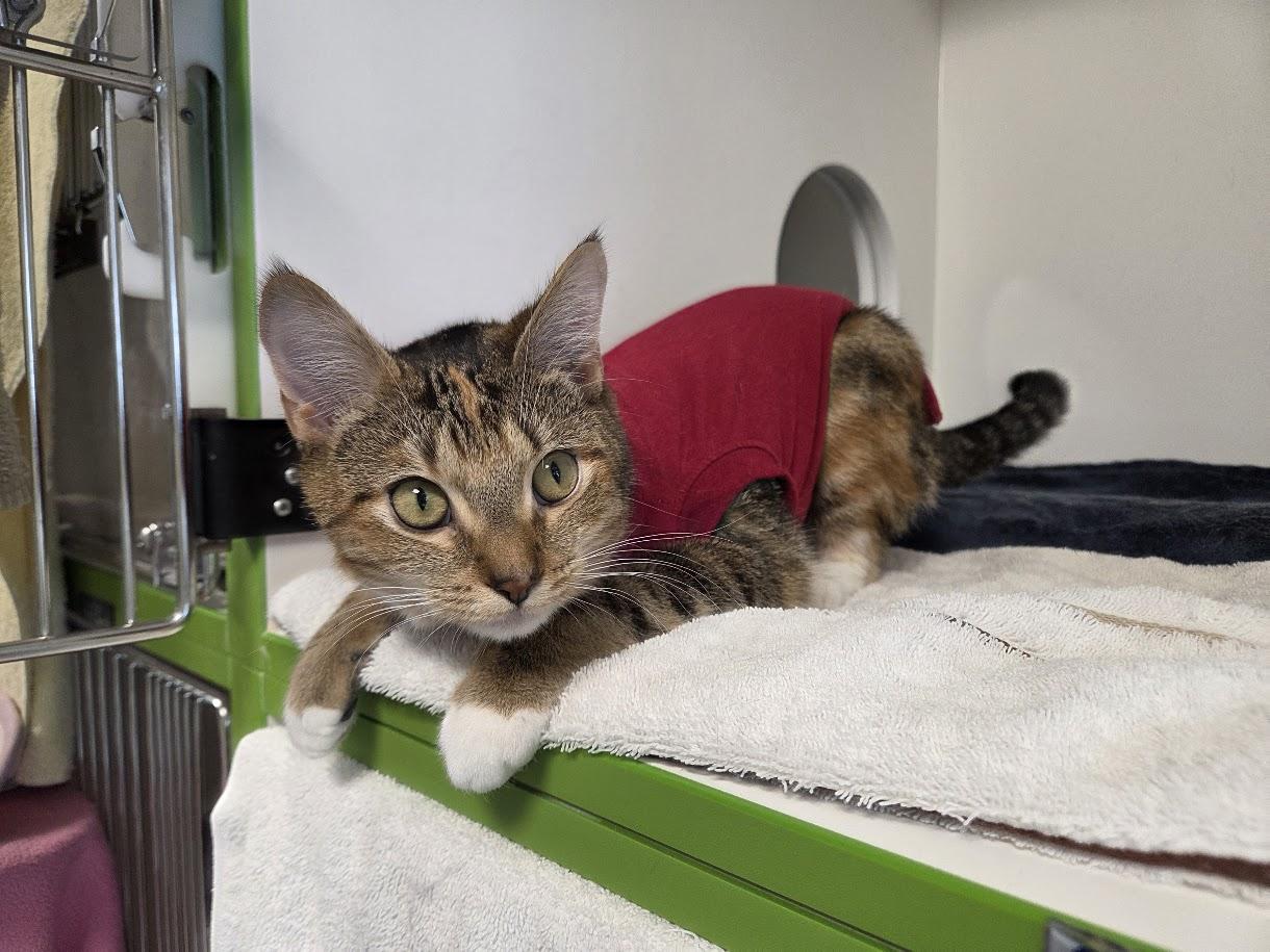Enlarge Baby Molly , an adopted Domestic Short Hair in New Westminster, BC image 3/3
