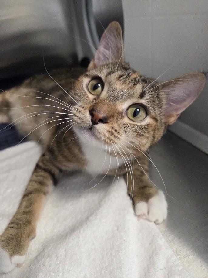 Baby Molly , adopted, Kitten Female Domestic Short Hair.