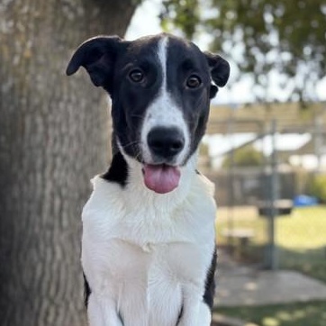 Enlarge Gretta, a Adoptable mixed breed in Red Bluff, CA image 1/4